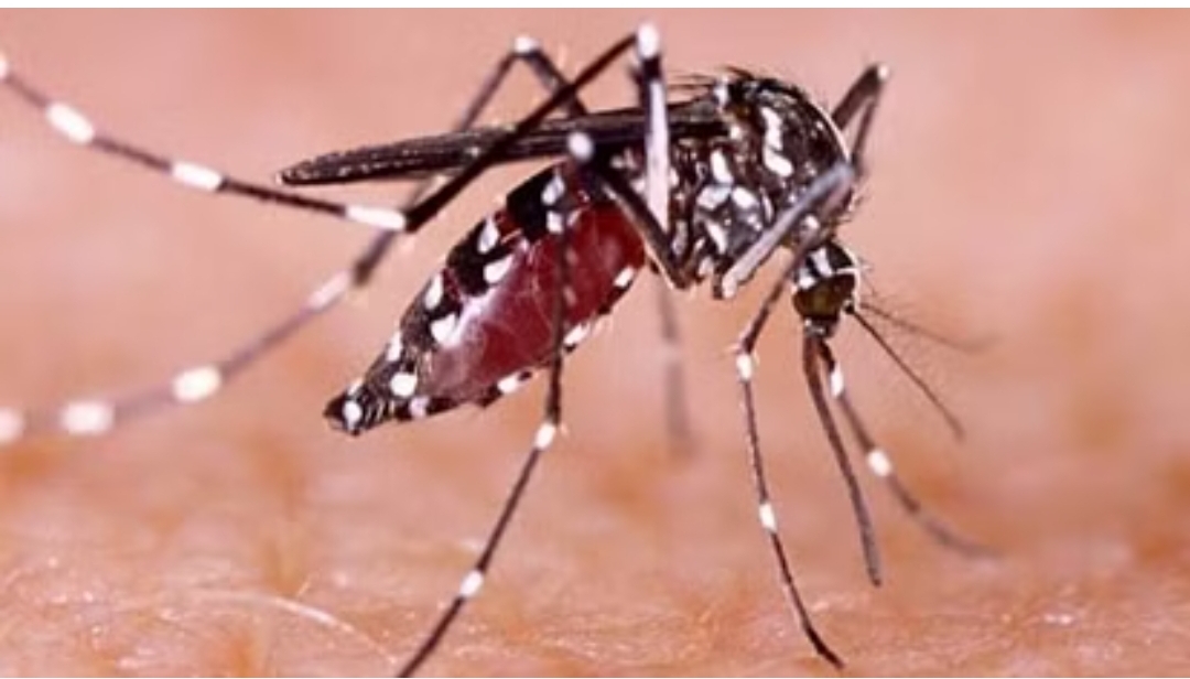 Dengue Alert : प्रदेश में लगातार बढ़ रहे हैं डेंगू के मामले को देख स्वास्थ्य विभाग हुआ अलर्ट, पौड़ी में सबसे अधिक मामले…